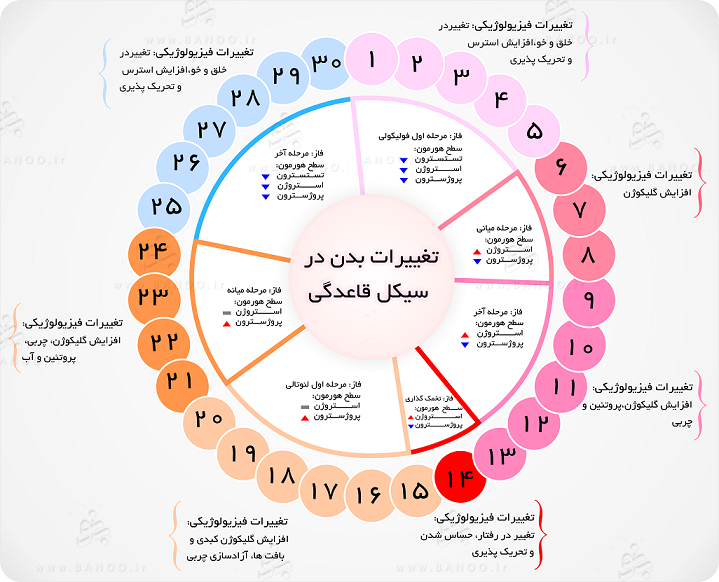 بیشترین احتمال باروری در چرخه قاعدگی | متخصص زنان بجنورد