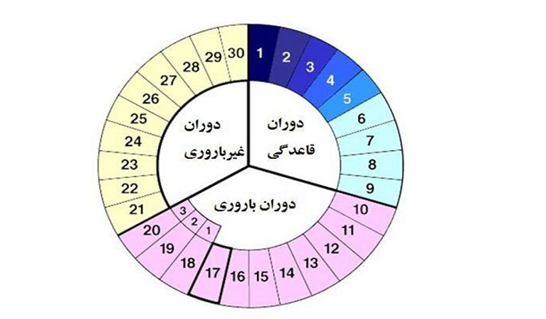 بیشترین احتمال باروری در چرخه قاعدگی
