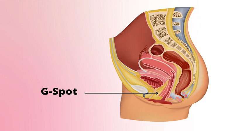 متخصص زنان بجنورد | دانستنی هایی از جی اسپات G-spot در زنان .